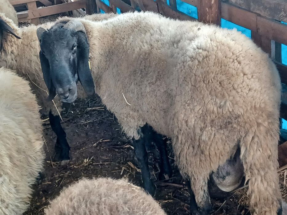 Berbec carabaș sârbesc