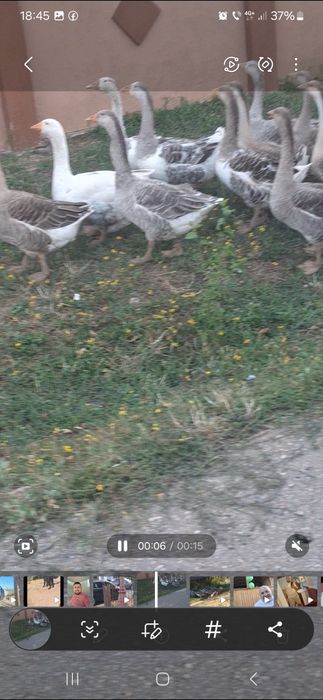 De vânzare gâscani Românești