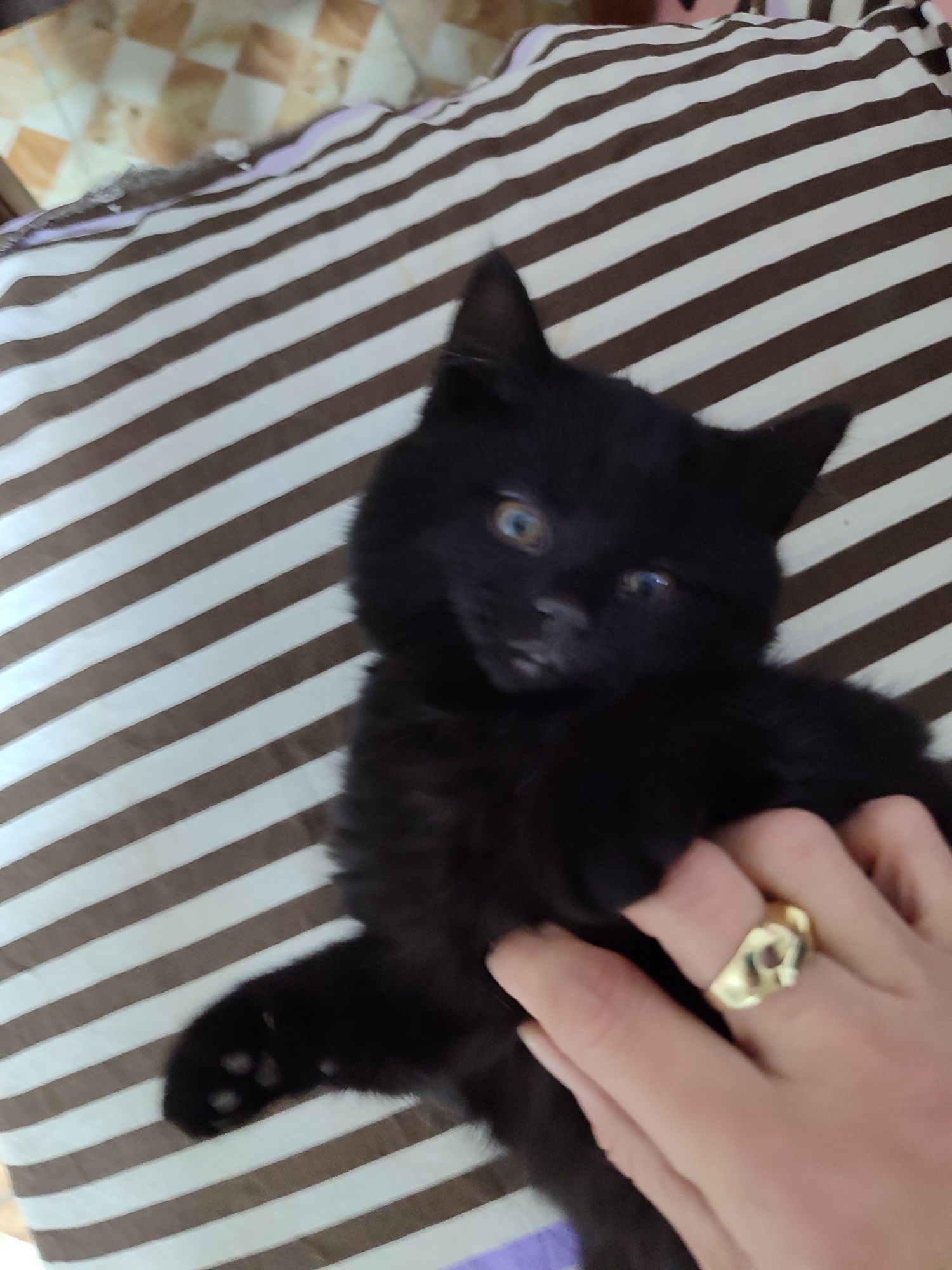 Котята в хорошие руки