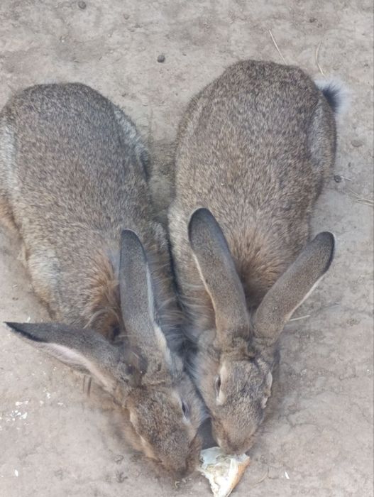 Velikan quyon sotiladi