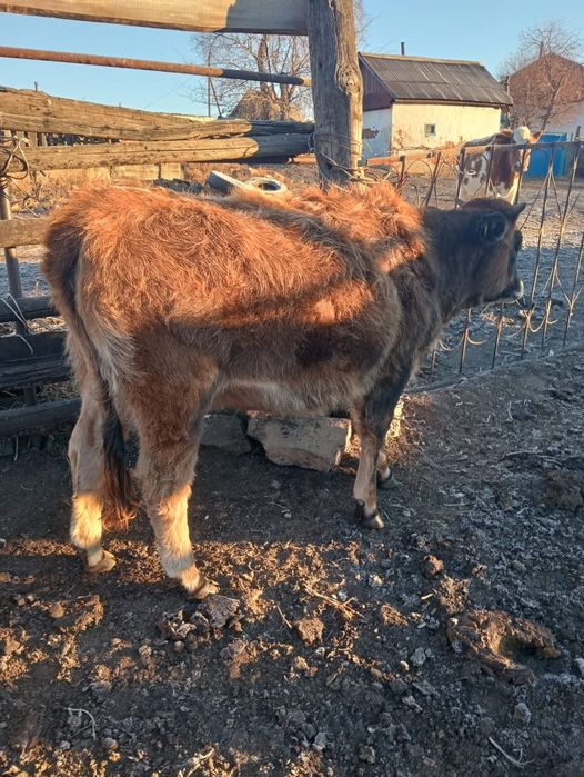 Продам телку 1.5