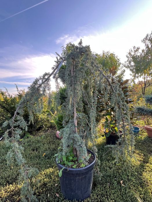 Vând Yucca rostrata,Cedru,artar japonez,bonsai,