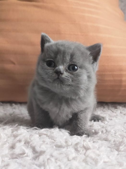 Продам британскую девочку