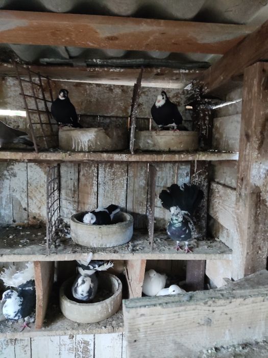 Porumbei jucători 10 lei bucata