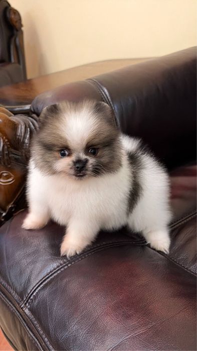 Мини померанский шпиц!