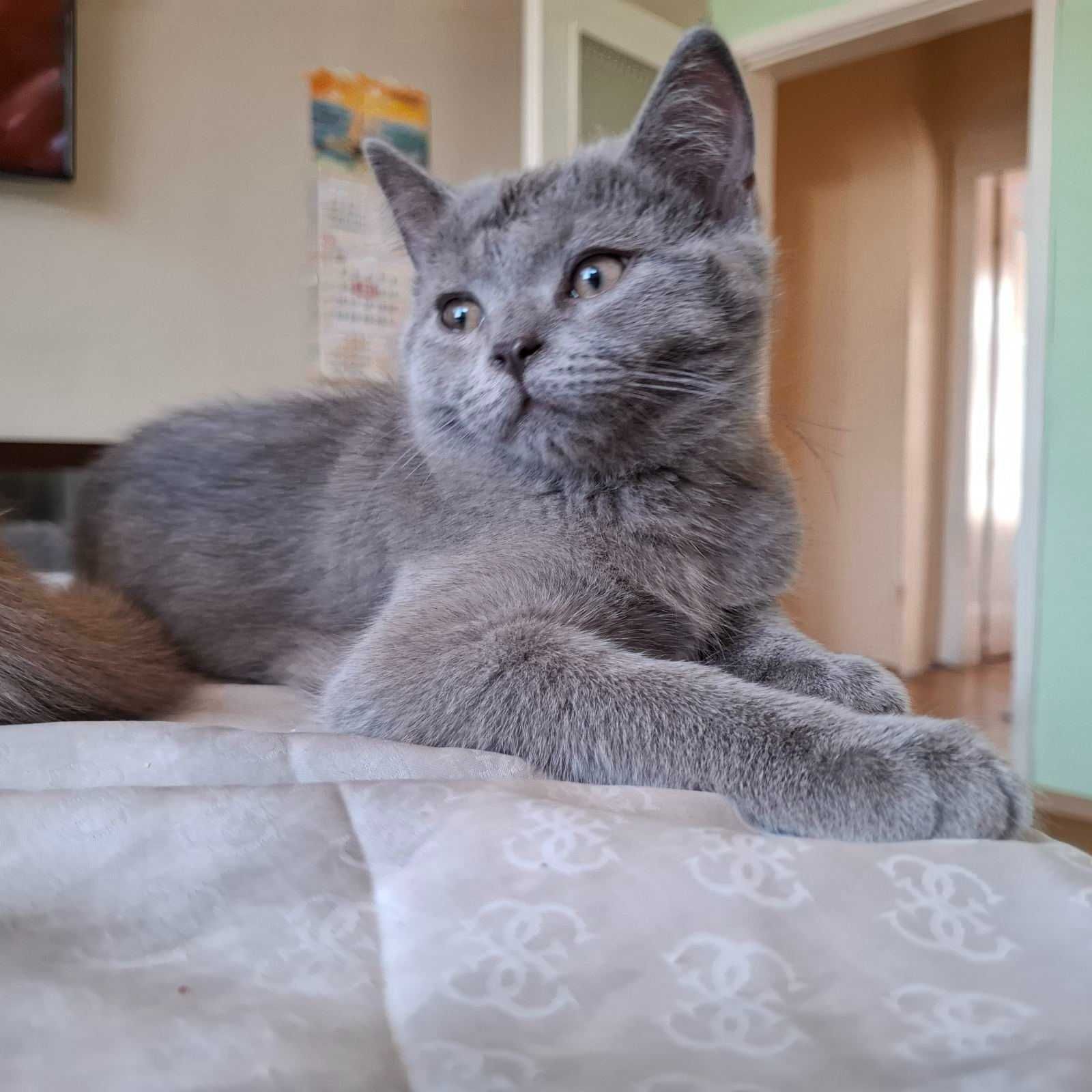 Шотландско коте мъжко