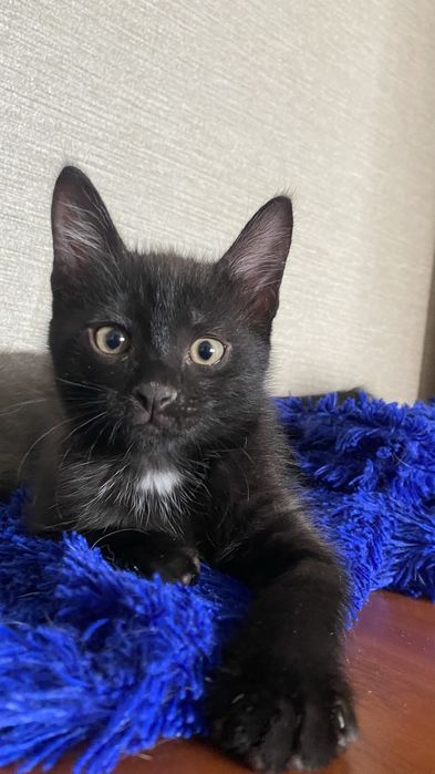 Котята ищут добрые руки