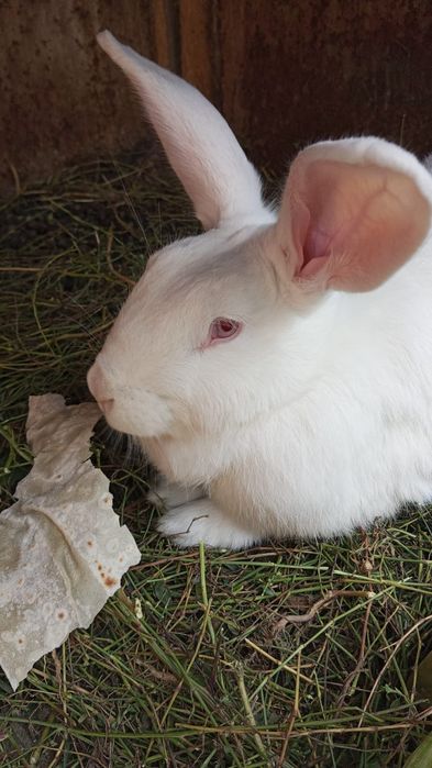 Продам кроликов  " Бабочки"