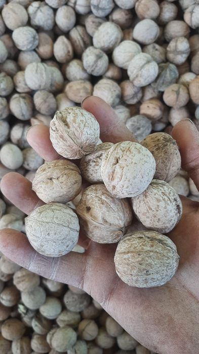 Свежие Орехи Изюм