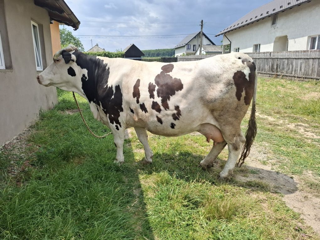 De vânzare   o  vacă și o junică