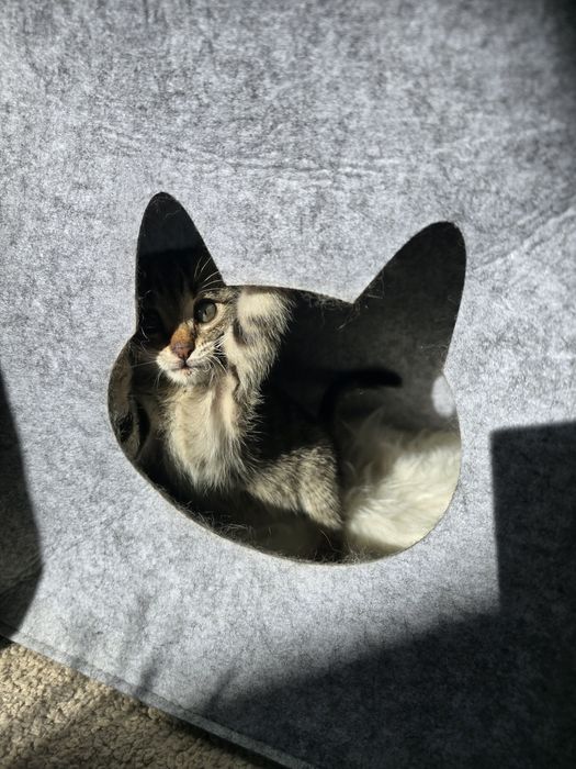 Подарява се мъжко коте / Коте търси дом