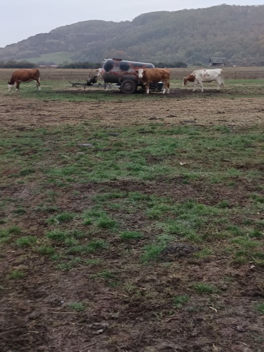 Vând vaci și juninci