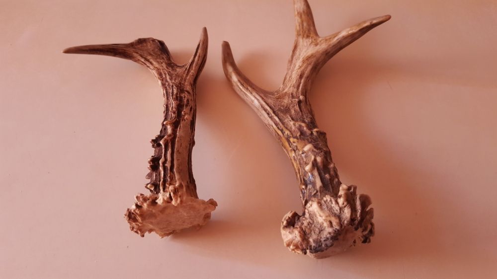 Coarne de caprior