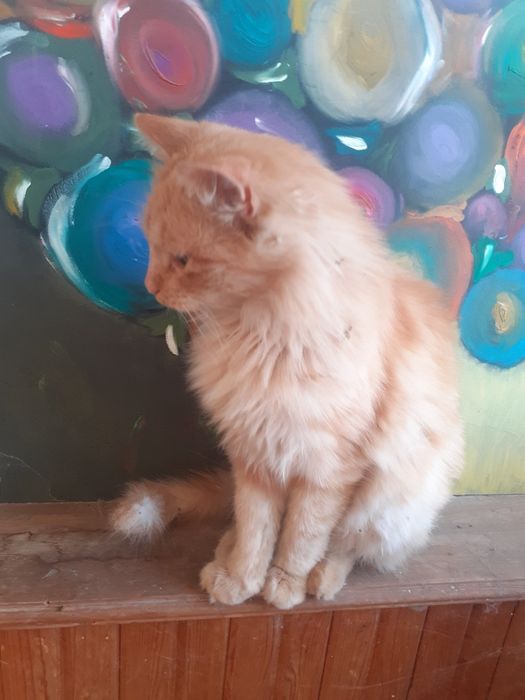 Рижава женска котка