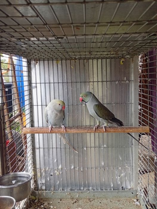 Vând papagali Micul Alexandru