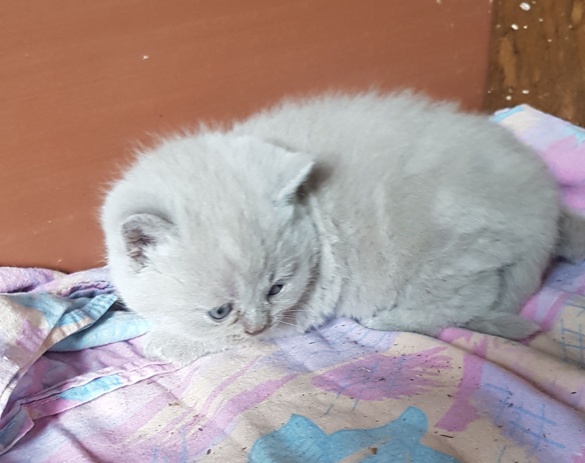 Британски котета