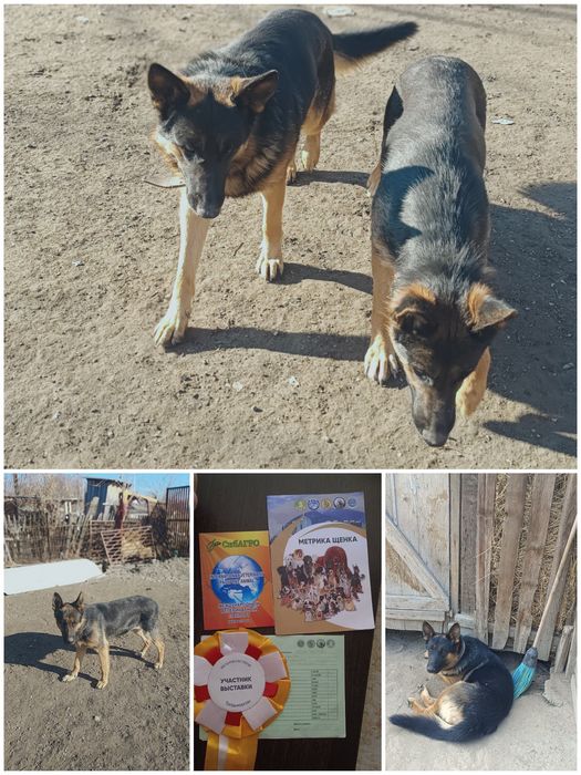 Немецкие овчарки в паре