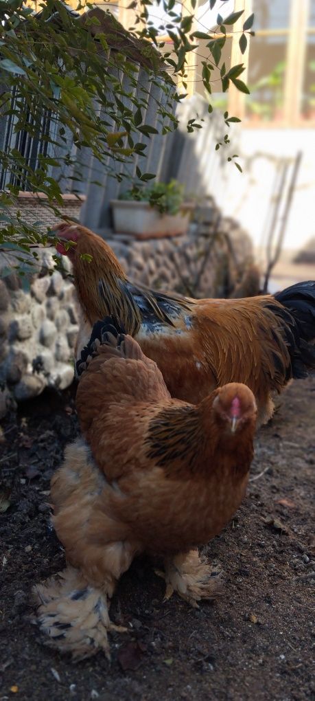 Brama xoʻroz tovuqlar sotiladi
