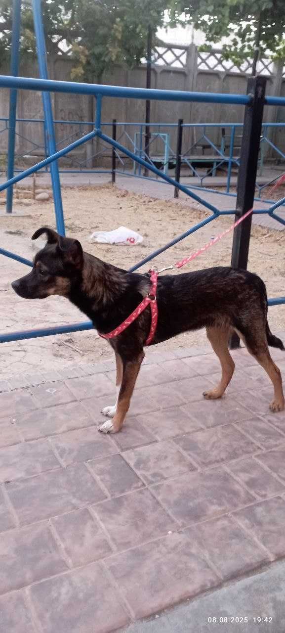 Отдается щенок в добрые руки