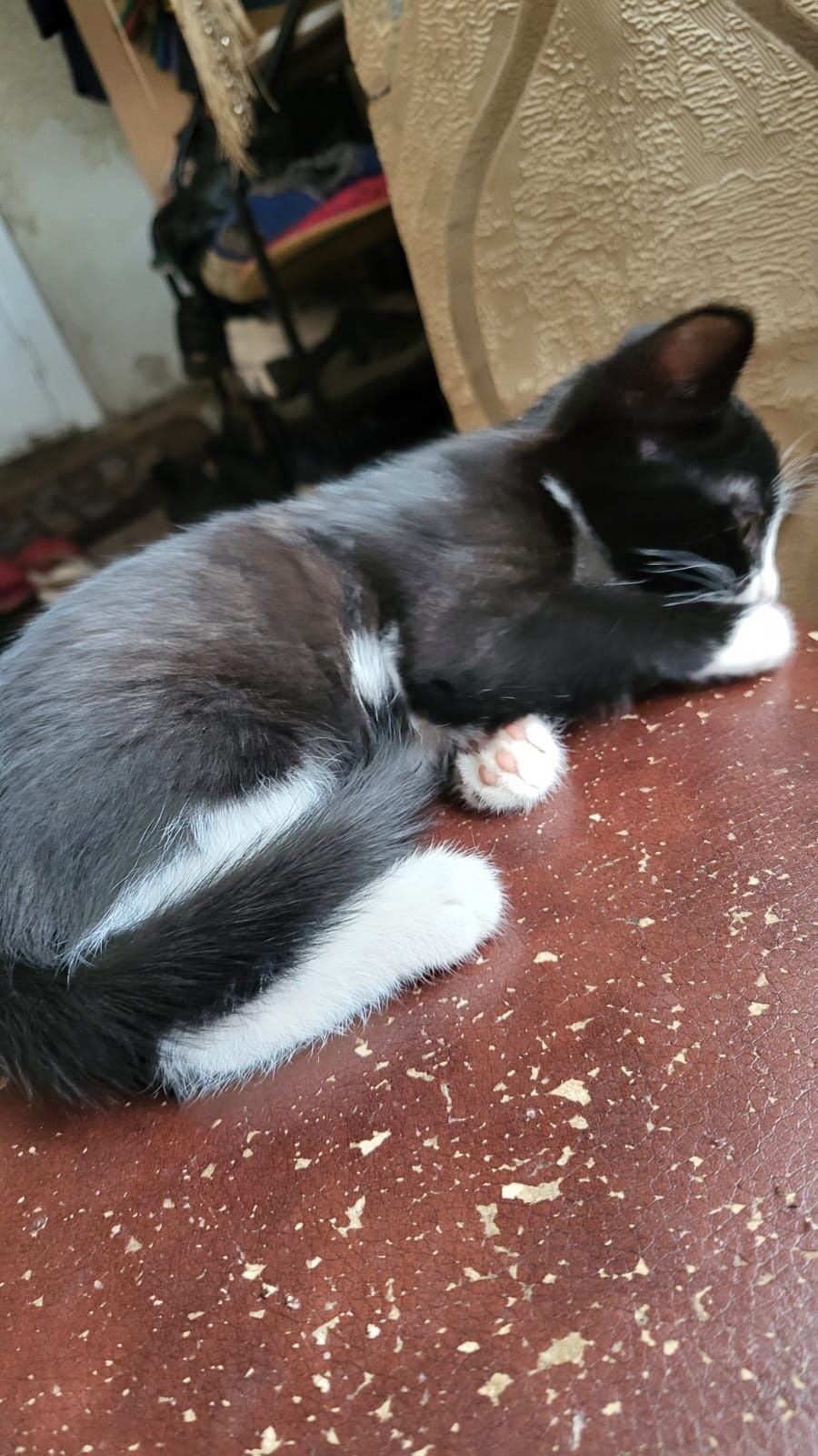Кот. Котята. Кошечка.