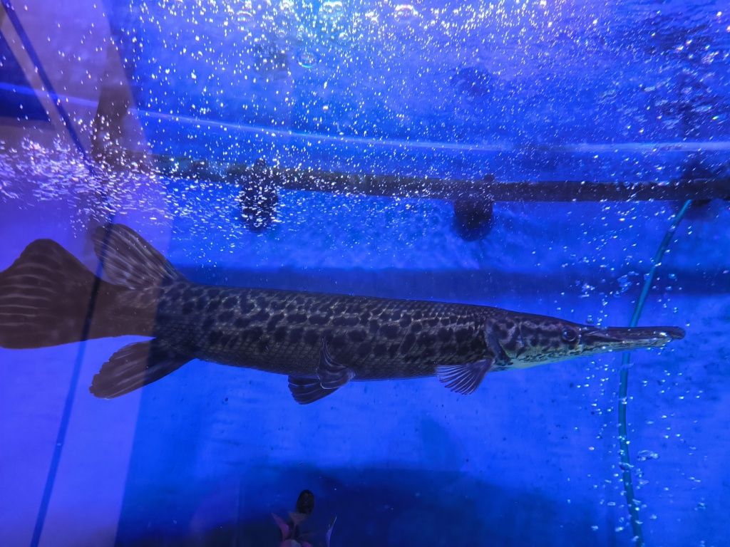 Панцирная щука Аллигатор рыба