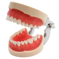 Продам модель челюсти (модель Зубов)