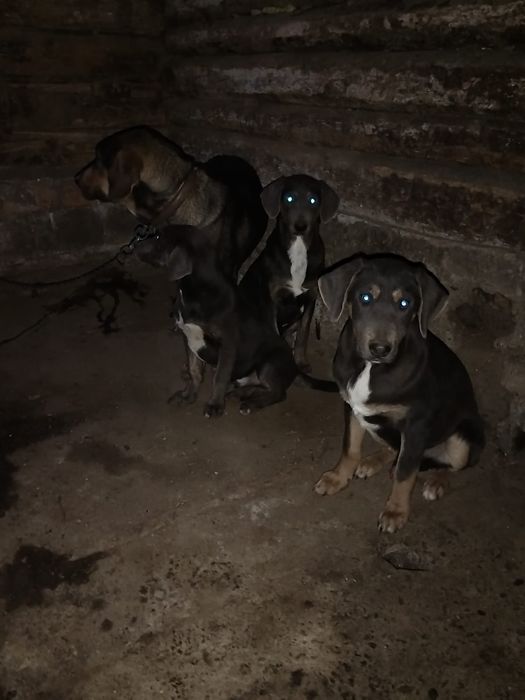 Vând catei de vânătoare