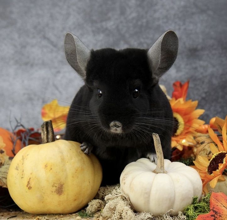 Pui cincila chinchilla chinchila sinsila - animal de companie