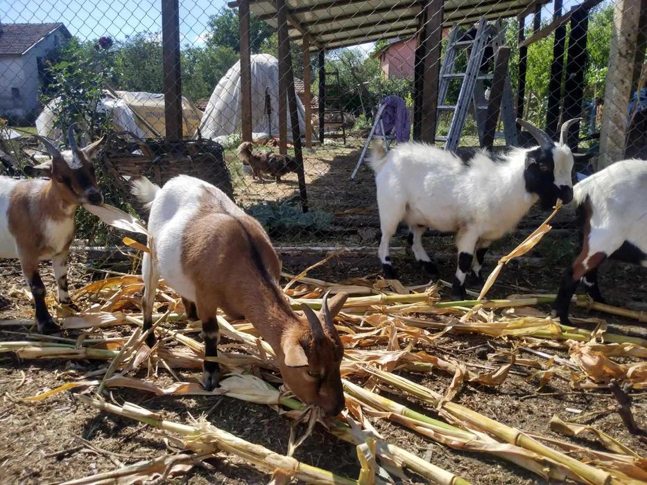 Холандски мини козички