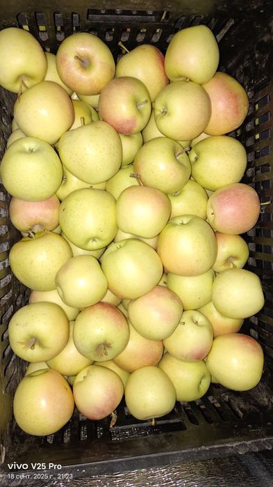 Яблоки Золотой Превосход