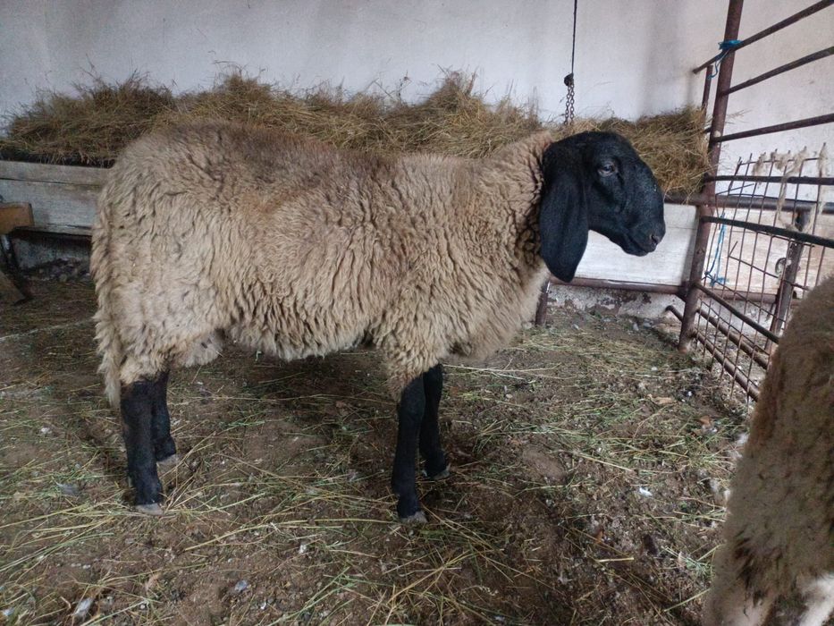 Vând sau schimb sârbesc