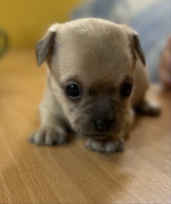 Подарявам кученца смеска пекинез и пинчер