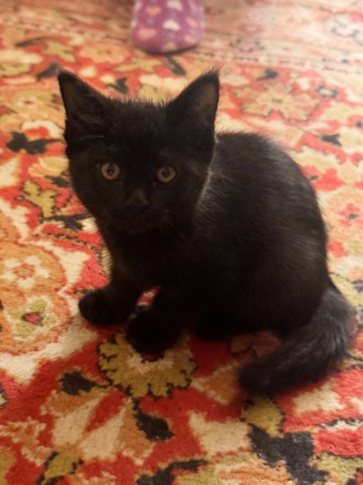 Котенок 2 месяца