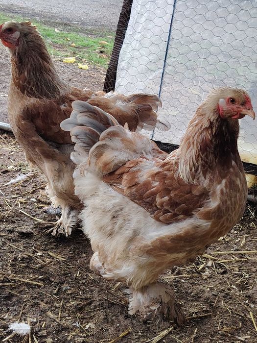 Брама сьомгова ярки+петел