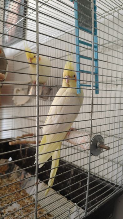 Pui de nimfe, foarte blânzi