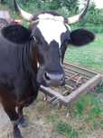 Vaca de vanzare..