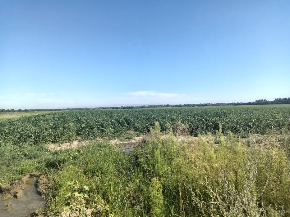 Сдам в аренду поливной землю