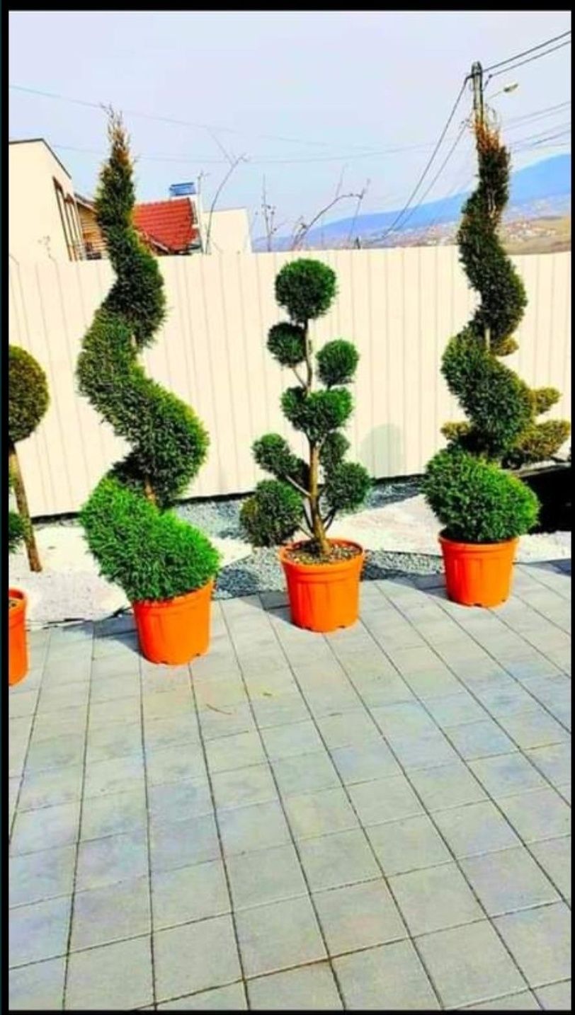 Gazon/piatră naturală/plante ornamentale