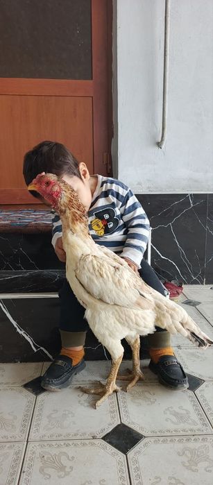 Сотилади Туркга Карея мокион