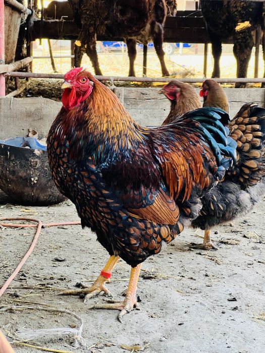 Виандот золото -Виандоо голубое