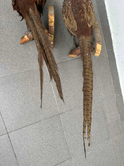 Препариран Фазан Фазани