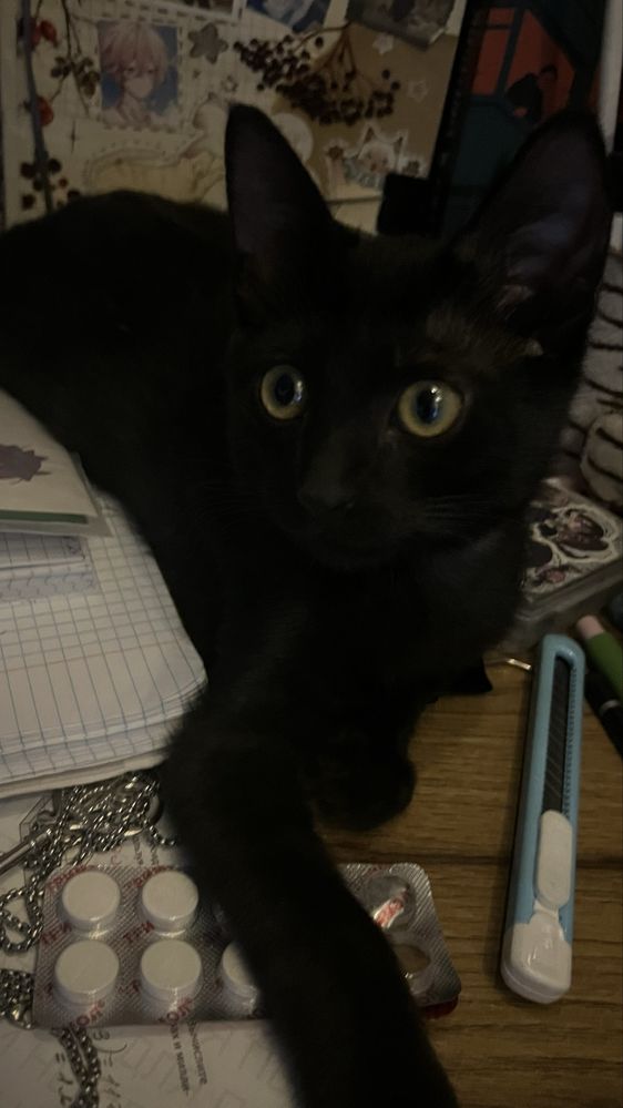 Котенок дворняшка