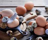 Домашние яйца (куриные, перепелиные) . Перепелиное мясо-3500 за кг