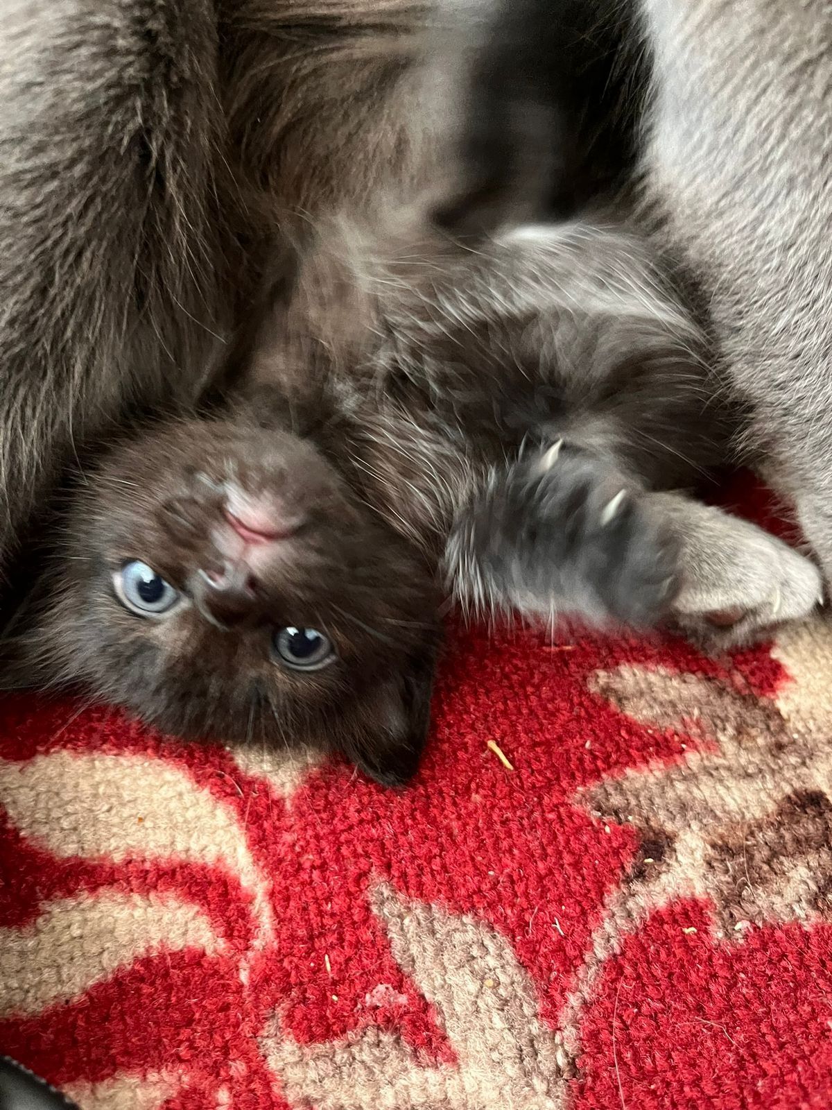 Котенок в добрые руки