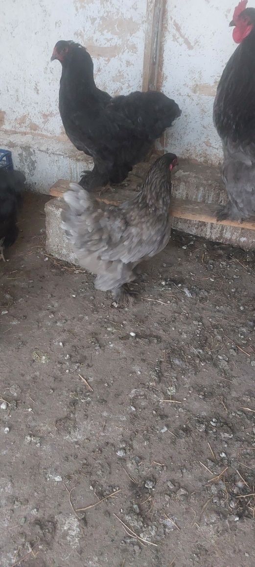 Vând găini  brahma