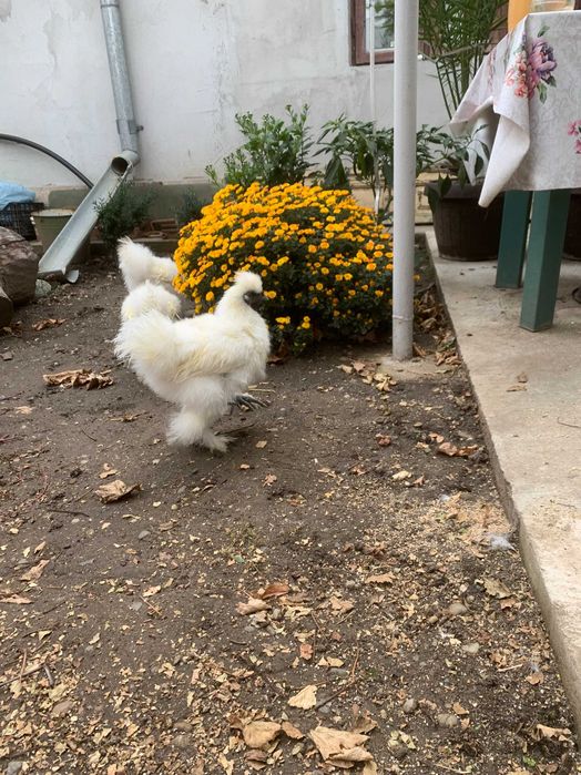 Cocos Matase Japoneza de vanzare