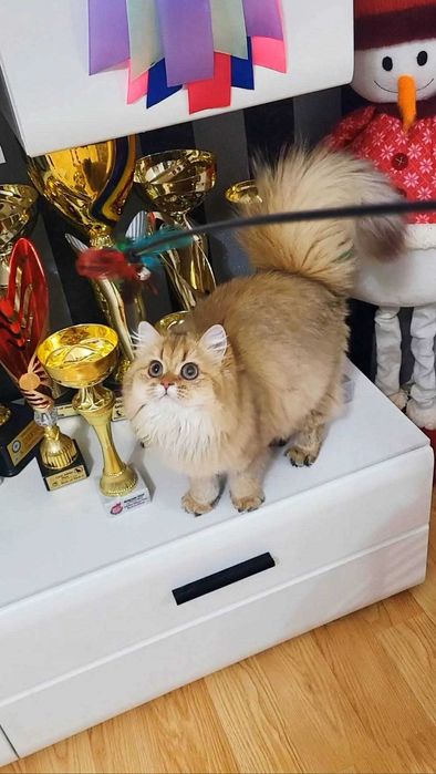 British longhair fetita adorabila  Chocolate Golden pedigree