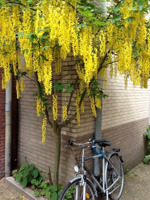 Wisteria (Glicina Galbena)