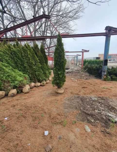 Plante Ornamentale Oriunde in tara calitate extra