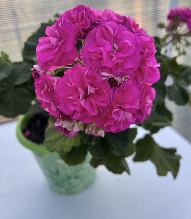 Сортовые пеларгонии.